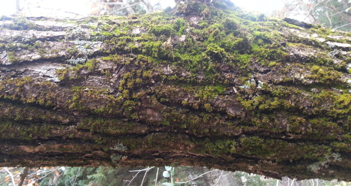 Moss on a tree—not a metaphor.